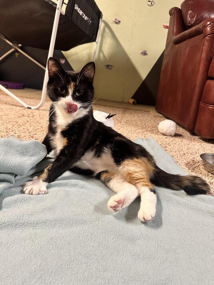 Princess Buttercup ~Meet Me at Chuck and Don's, Eden Prarie~, a Adoptable Domestic Short Hair in Plymouth, MN image 2/6