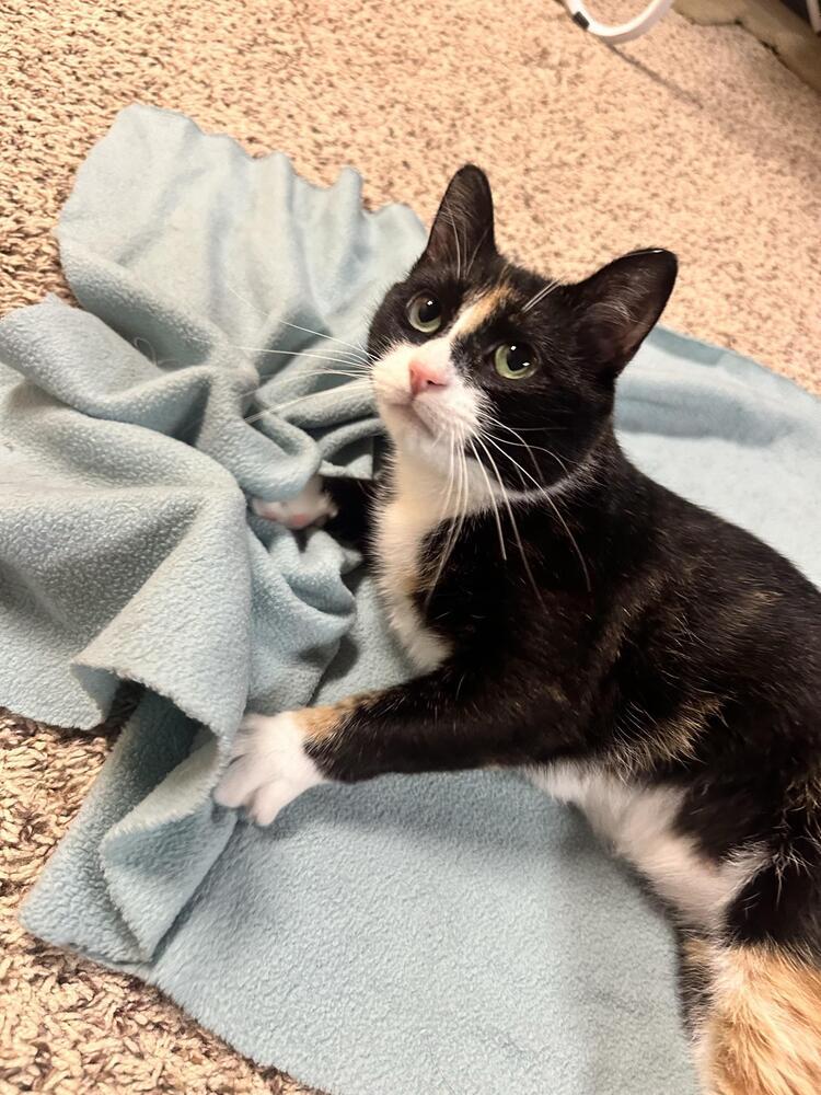 Princess Buttercup ~Meet Me at Chuck and Don's, Eden Prarie~, a Adoptable Domestic Short Hair in Plymouth, MN image 3/6