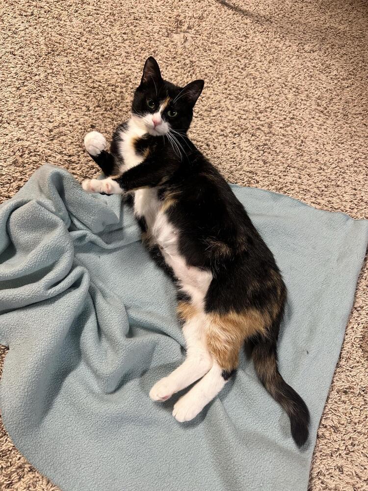 Princess Buttercup ~Meet Me at Chuck and Don's, Eden Prarie~, a Adoptable Domestic Short Hair in Plymouth, MN image 4/6