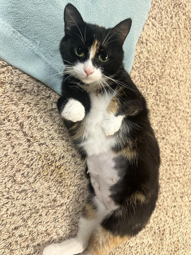 Princess Buttercup ~Meet Me at Chuck and Don's, Eden Prarie~, a Adoptable Domestic Short Hair in Plymouth, MN image 5/6