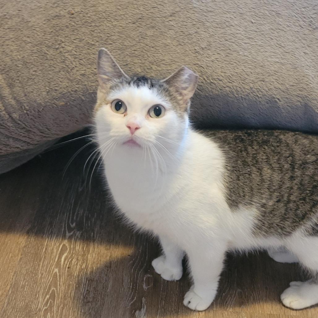 Lucille, Adoptable, Adult Female Domestic Short Hair.