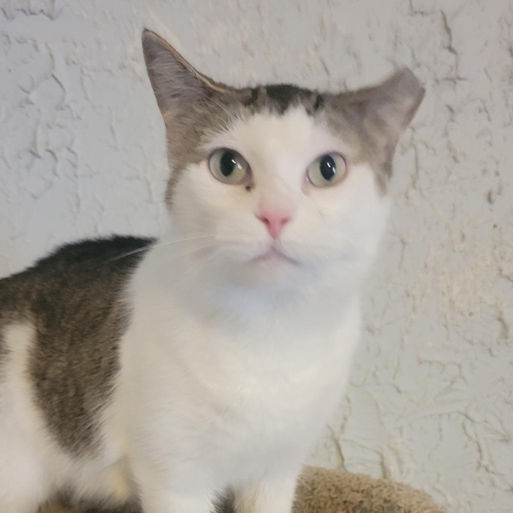 Enlarge Lucille, a Adoptable Domestic Short Hair in Portage, MI image 2/2