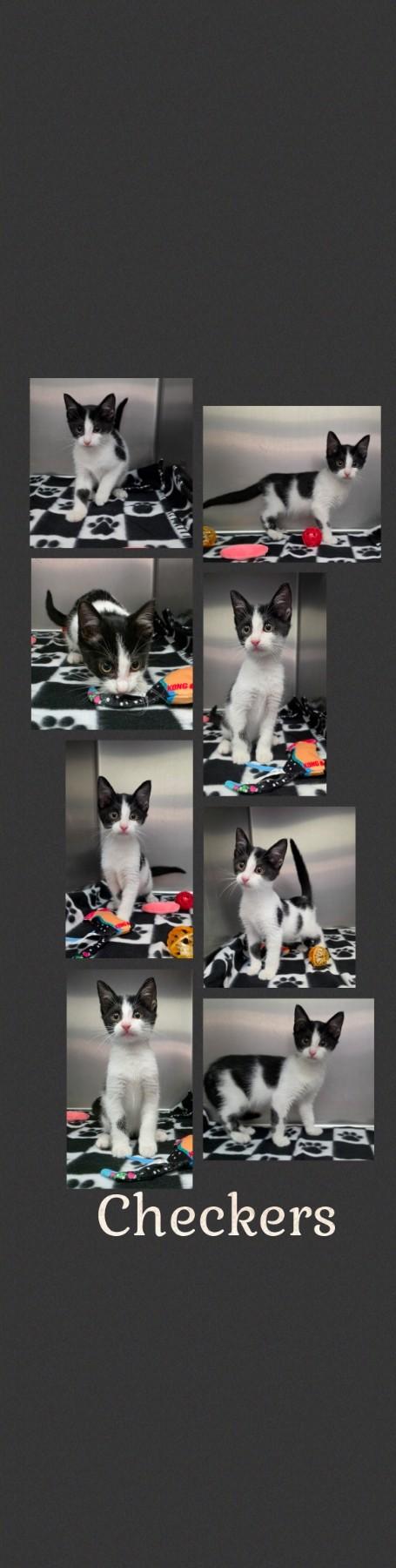 Checkers, Adoptable, Kitten Male Domestic Short Hair.