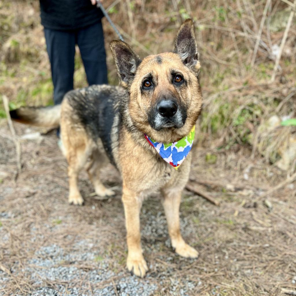 Klaus, Adoptable, Adult Male German Shepherd Dog & Mixed Breed.