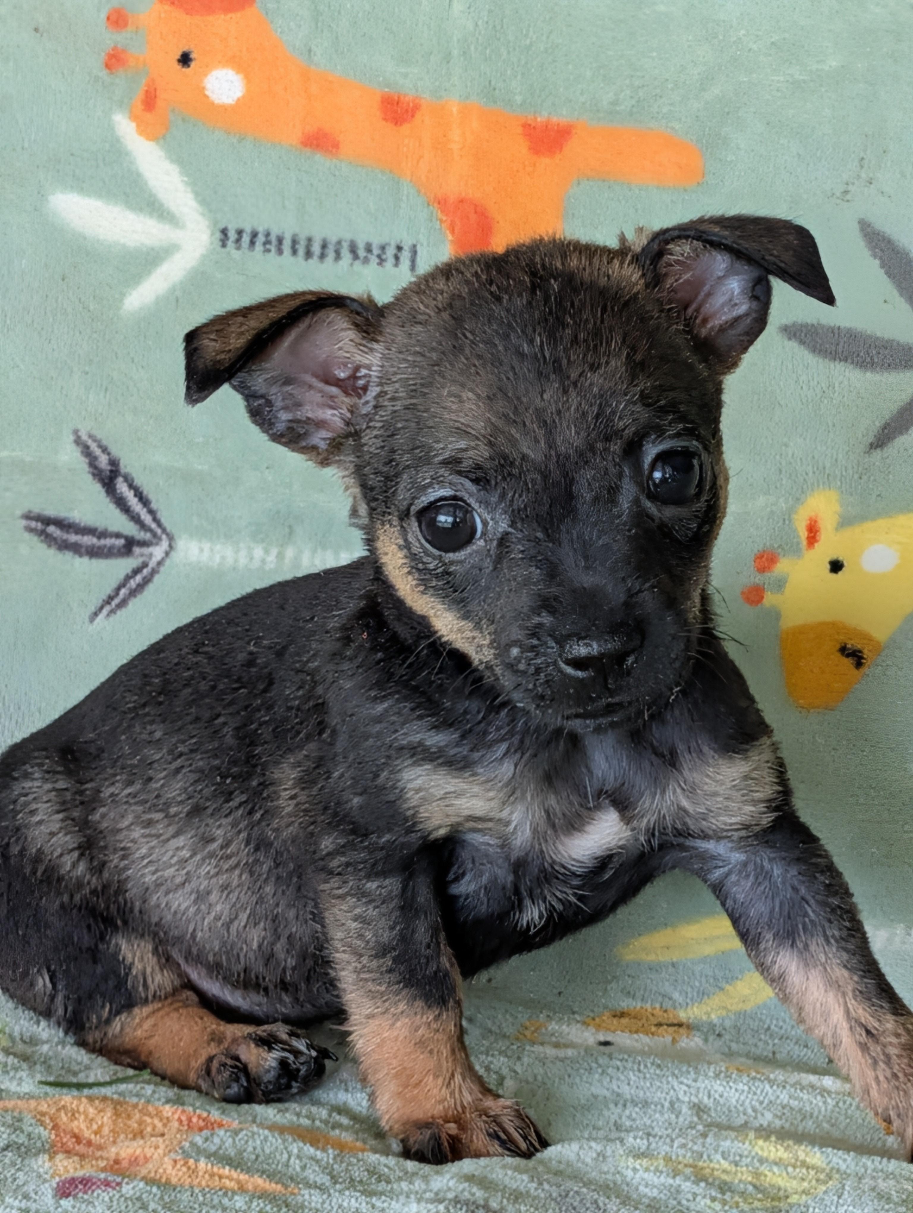 Tisha, an adopted mixed breed in Baton Rouge, LA image 4/5