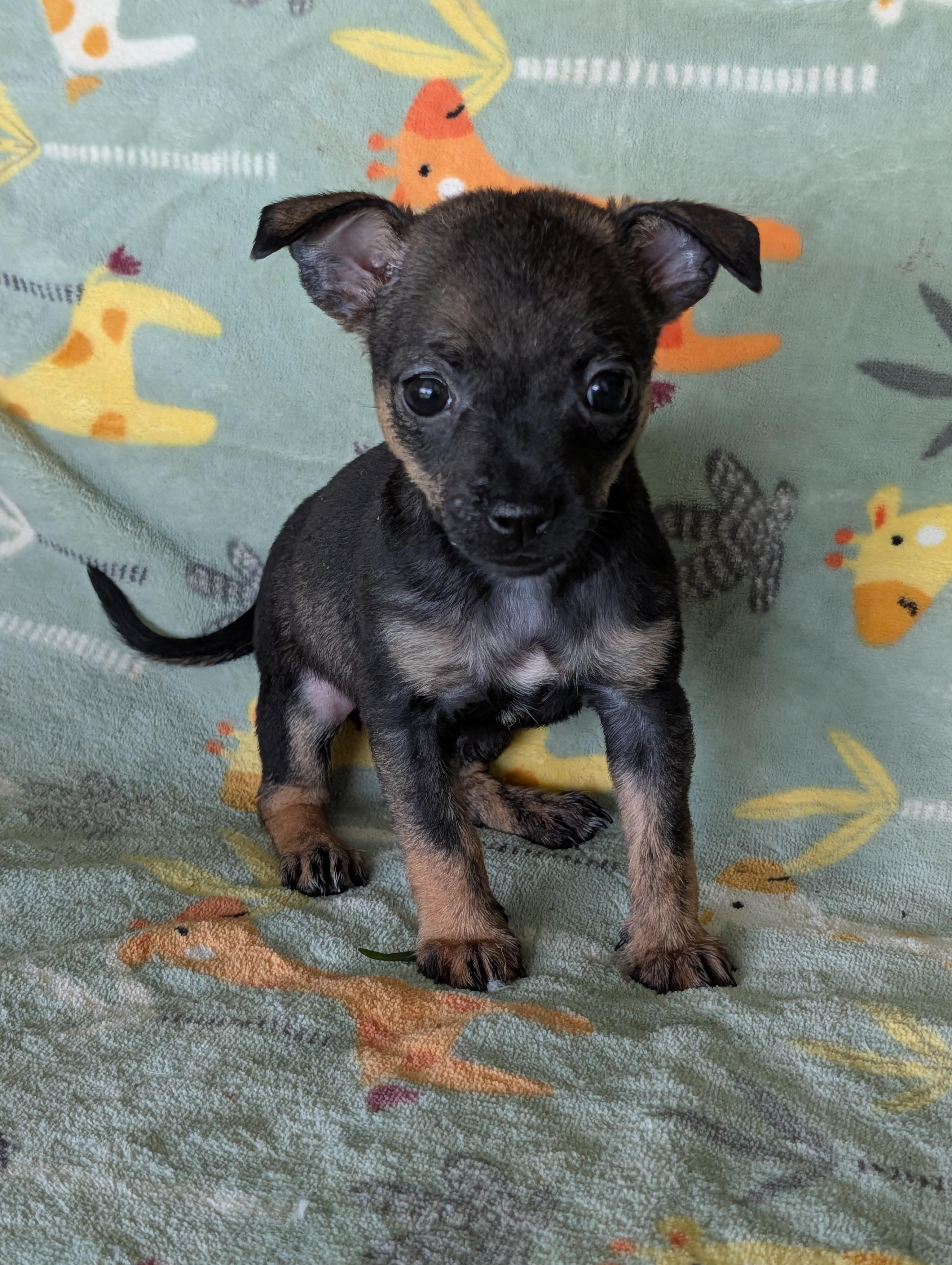 Tisha, adopted, Puppy Male Chihuahua & Terrier.
