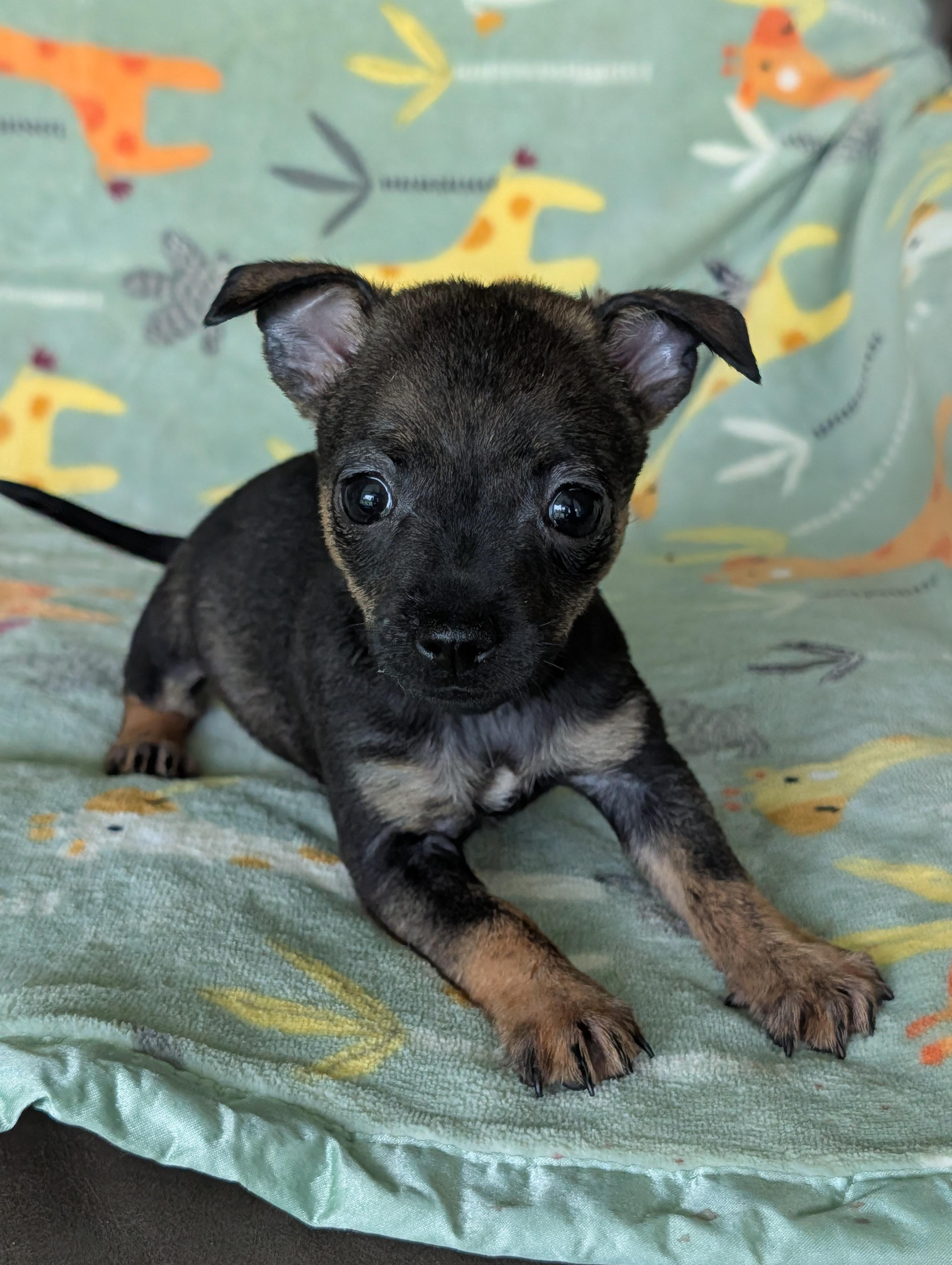Tisha, an adopted mixed breed in Baton Rouge, LA image 2/5