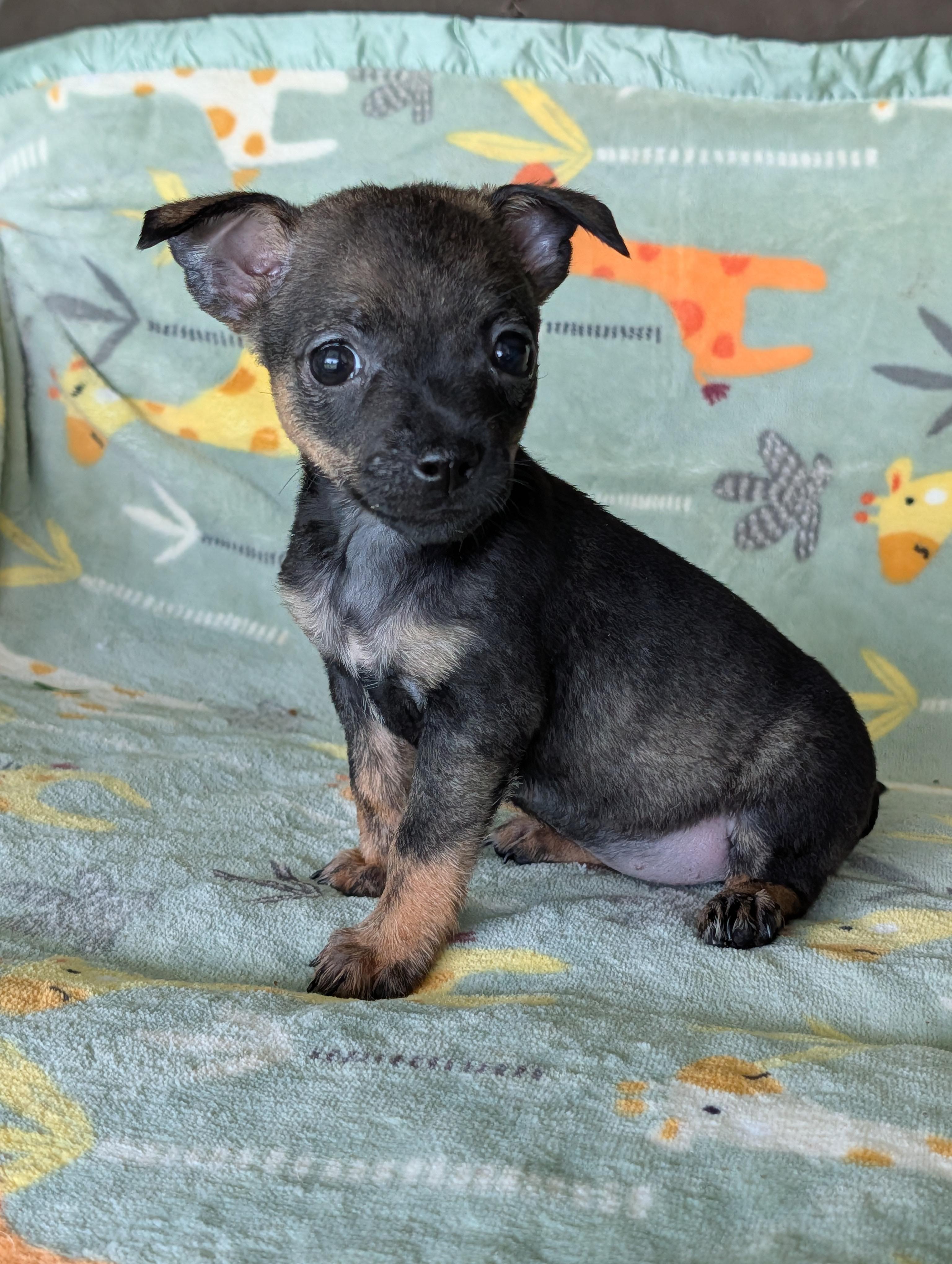 Tisha, an adopted mixed breed in Baton Rouge, LA image 5/5