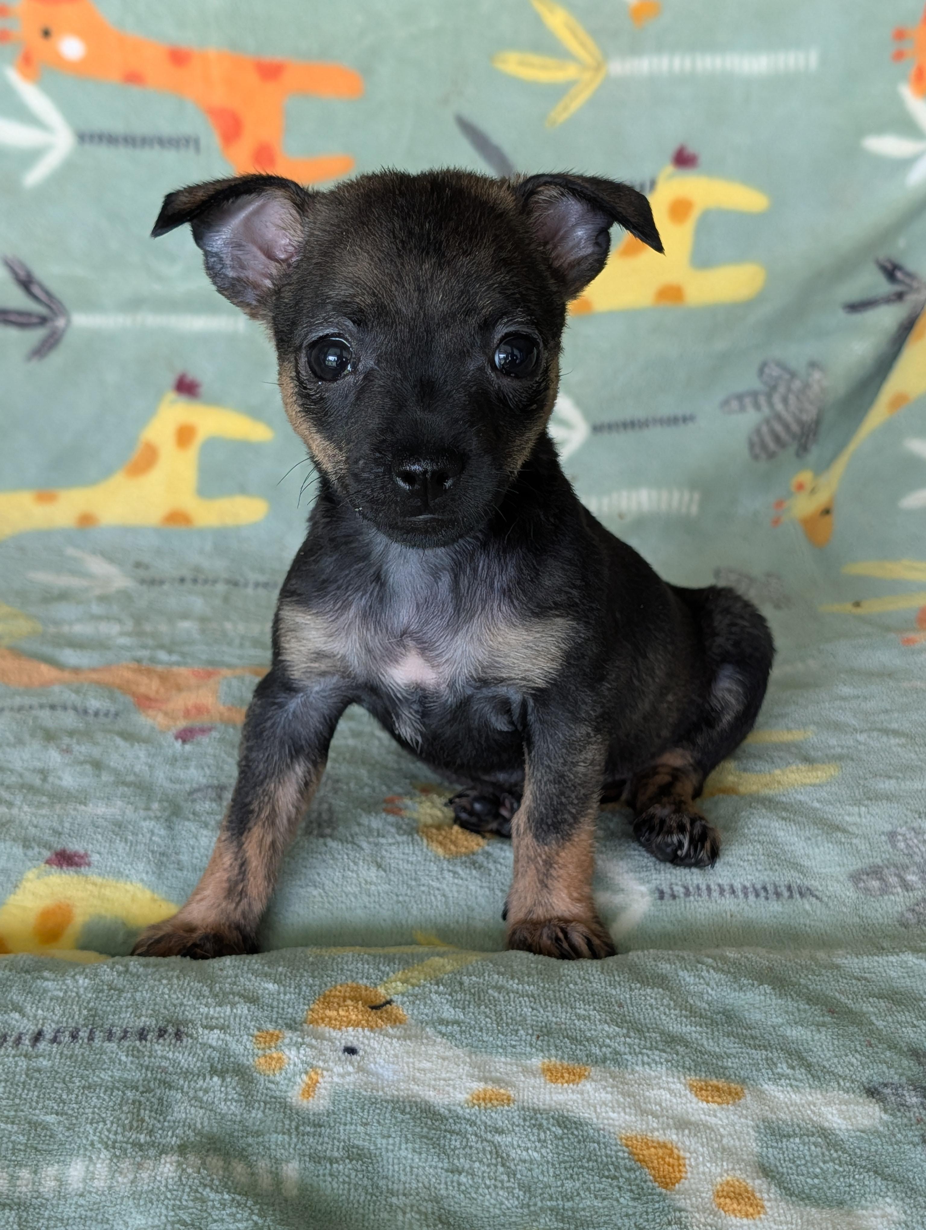 Tisha, an adopted mixed breed in Baton Rouge, LA image 3/5