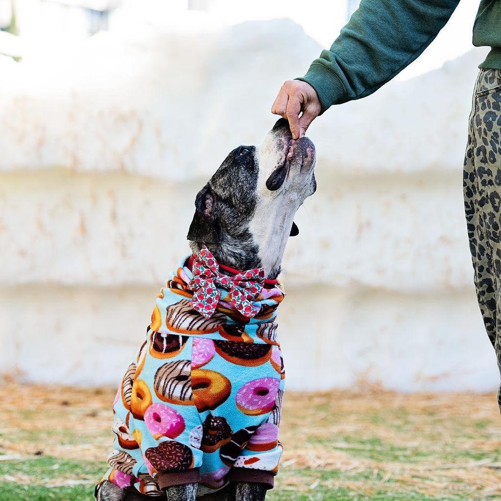 Enlarge Tiff, a Adoptable English Bulldog in Los Angeles, CA image 1/5
