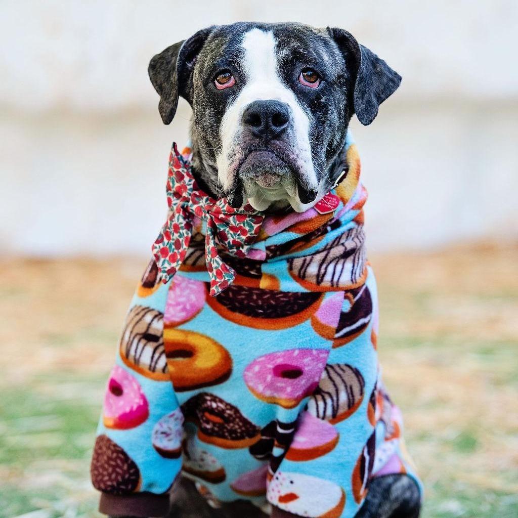 Enlarge Tiff, a Adoptable English Bulldog in Los Angeles, CA image 2/5