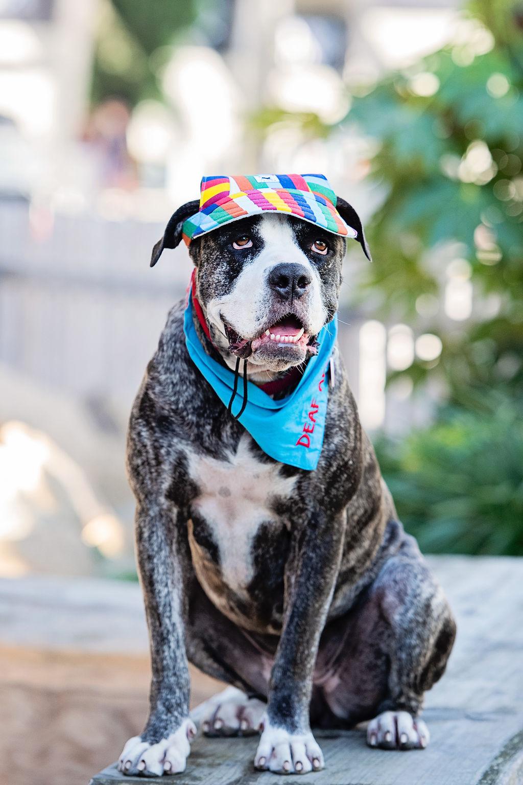 Enlarge Tiff, a Adoptable mixed breed in Los Angeles, CA image 2/6