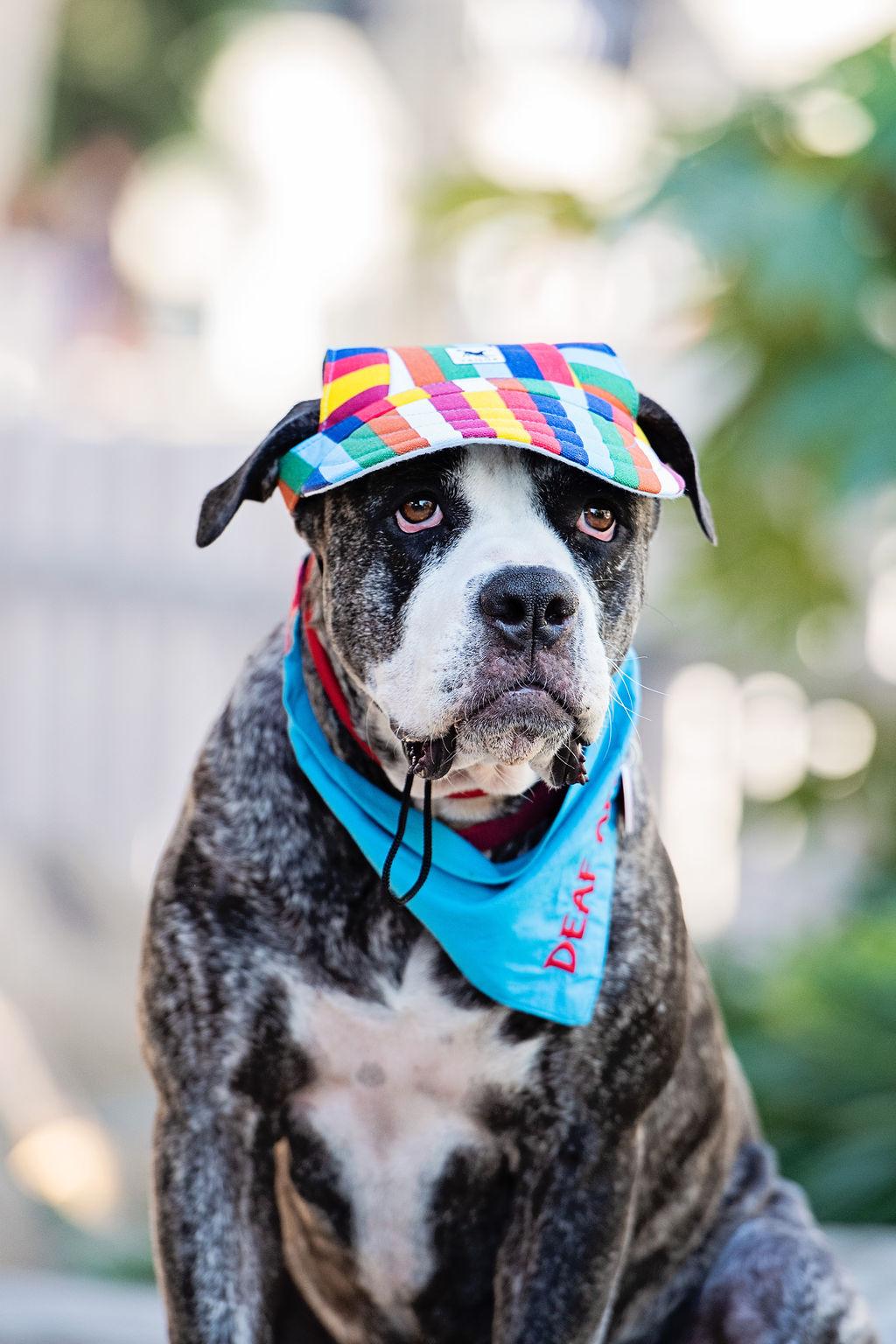 Enlarge Tiff, a Adoptable mixed breed in Los Angeles, CA image 6/6