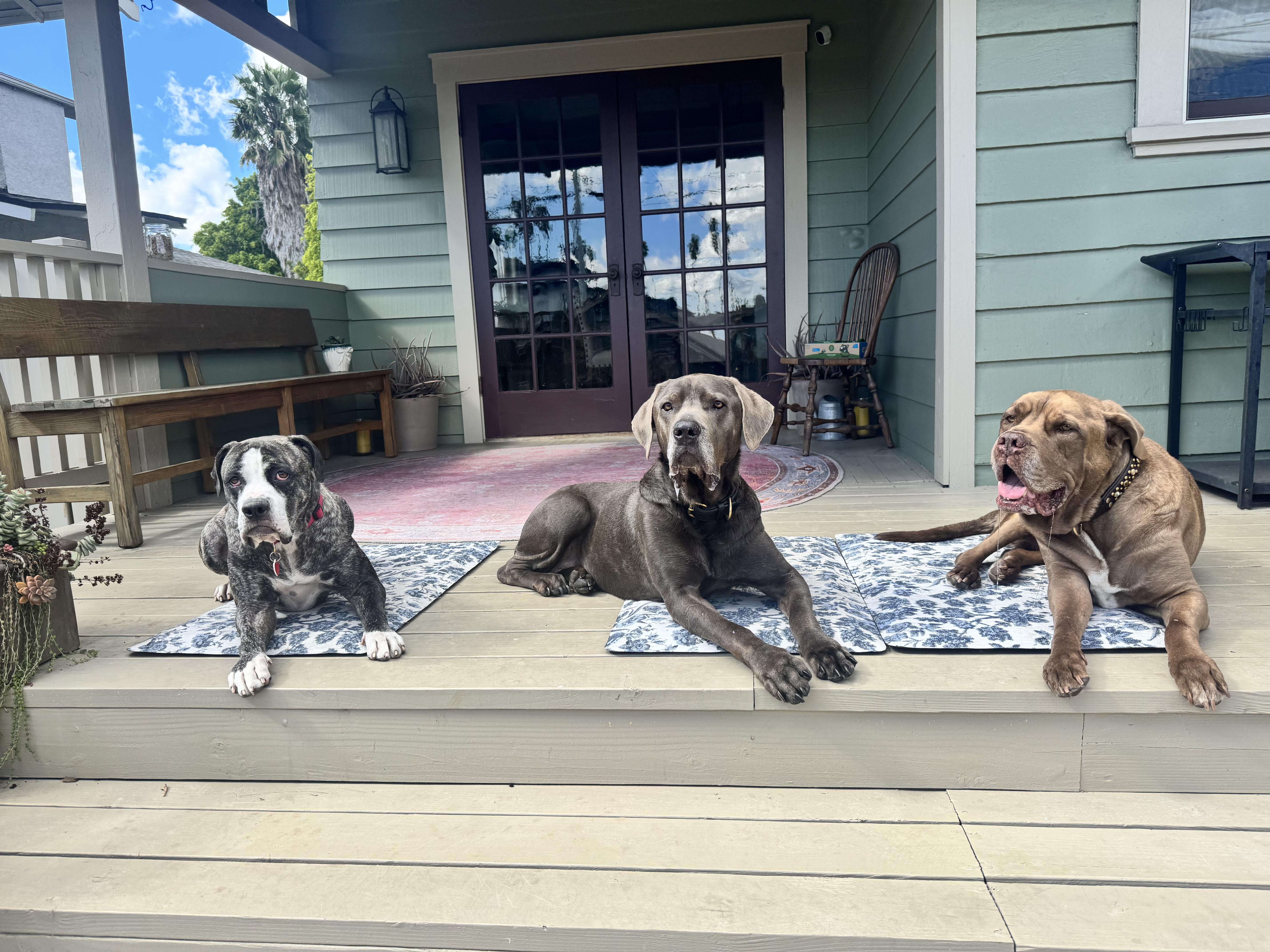 Enlarge Tiff, a Adoptable mixed breed in Los Angeles, CA image 3/6