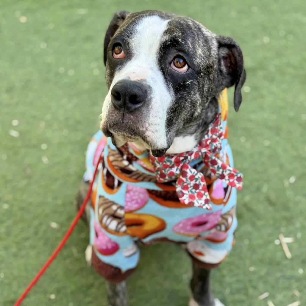 Tiff, Adoptable, Adult Female Bulldog.