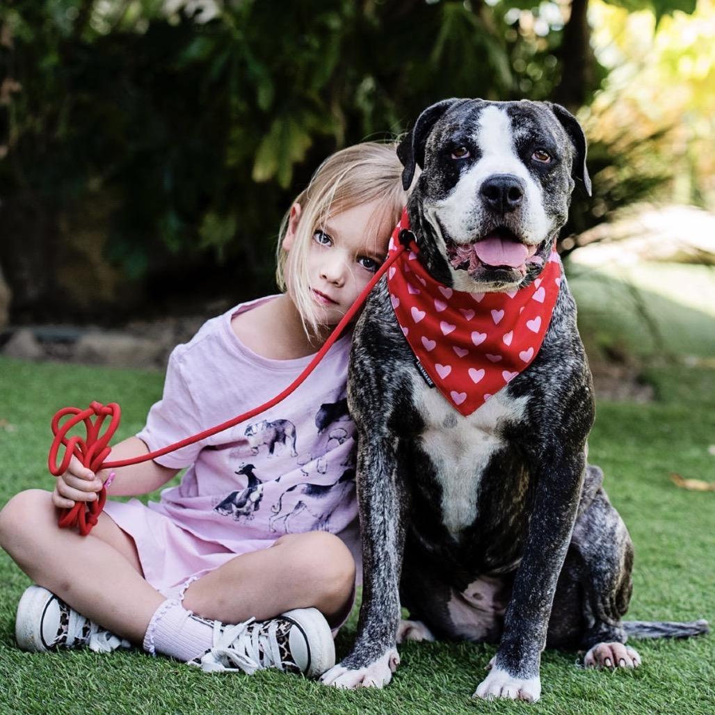 Enlarge Tiff, a Adoptable English Bulldog in Los Angeles, CA image 5/5