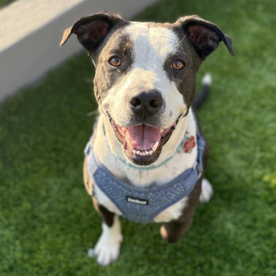 Bishop, a Adoptable mixed breed in San Diego, CA image 1/6