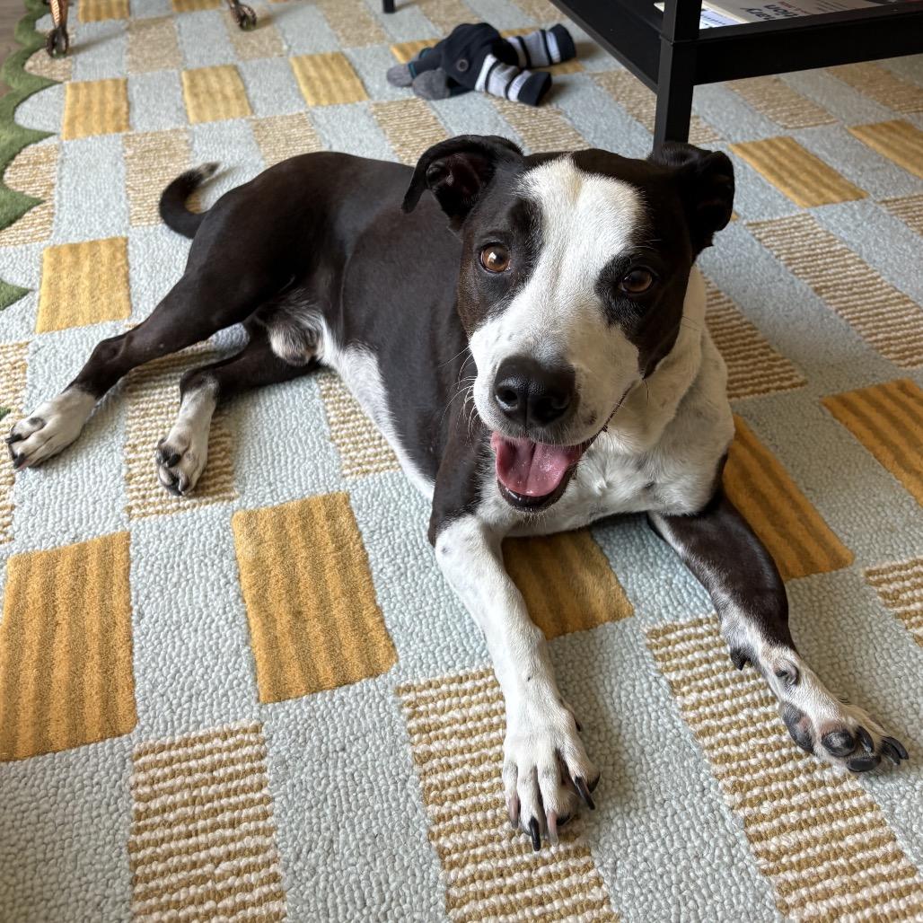 Bishop, a Adoptable mixed breed in San Diego, CA image 2/6
