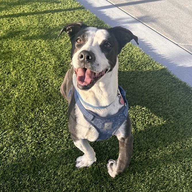 Bishop, a Adoptable mixed breed in San Diego, CA image 3/6