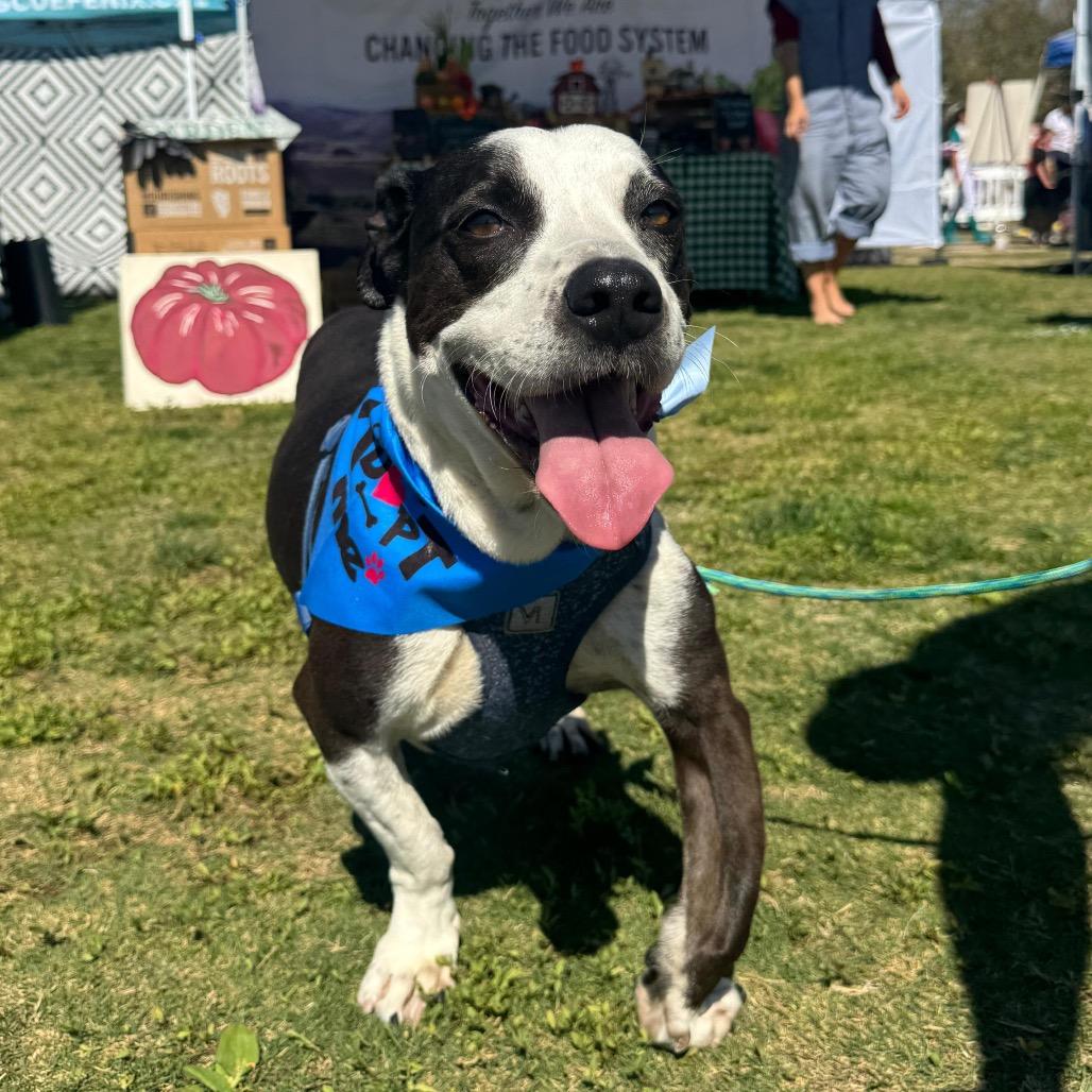 Bishop, a Adoptable mixed breed in San Diego, CA image 4/6