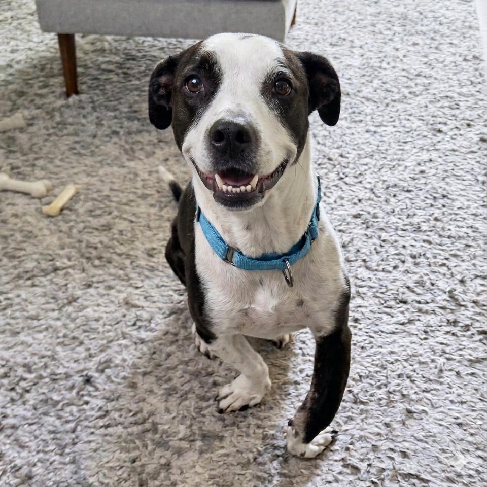 Bishop, a Adoptable mixed breed in San Diego, CA image 5/6