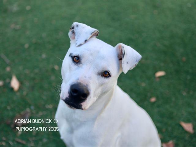 TUPAC, Adoptable, Adult Male Mixed Breed.