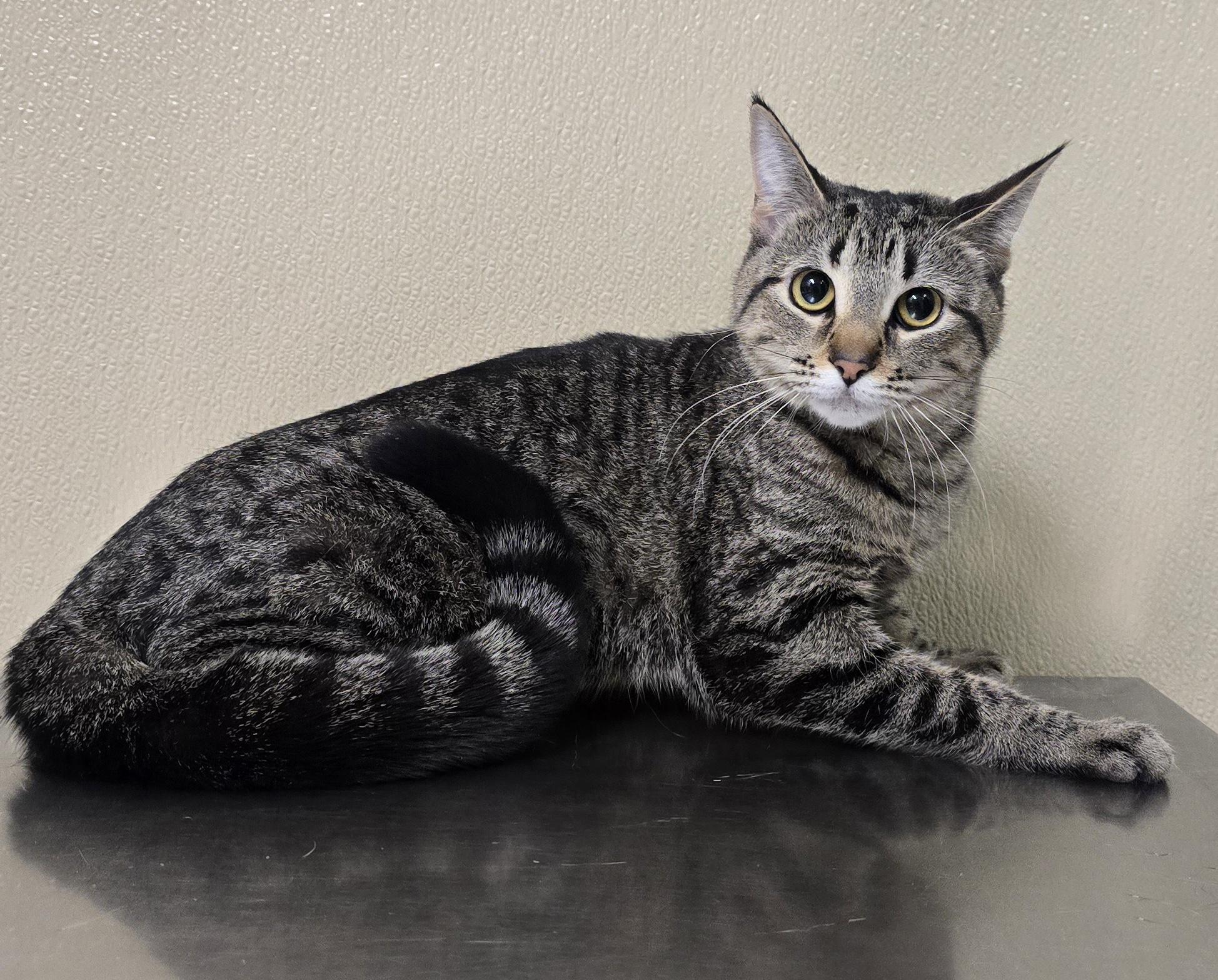 Pippa, adopted, Young Female Domestic Short Hair & Tabby.