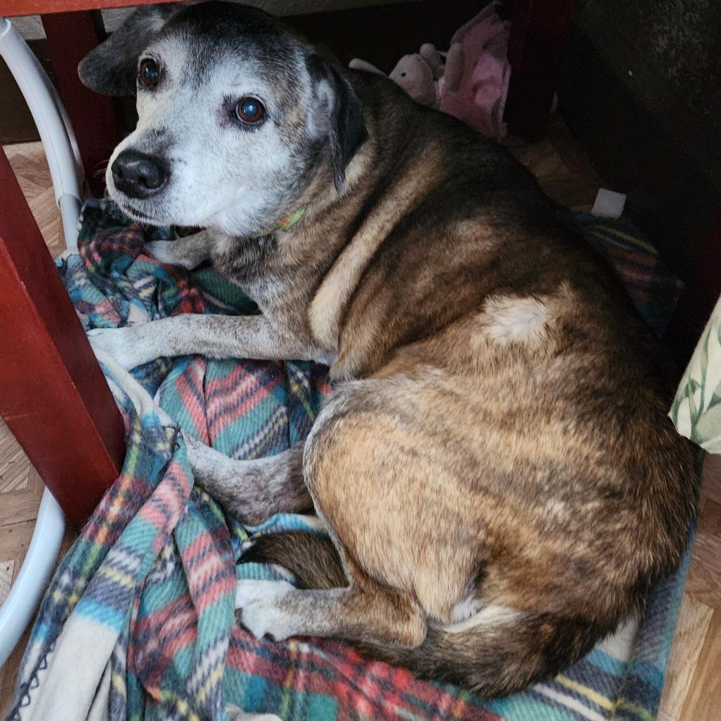 Enlarge Lucy, a Adoptable mixed breed in Melbourne, KY image 1/1