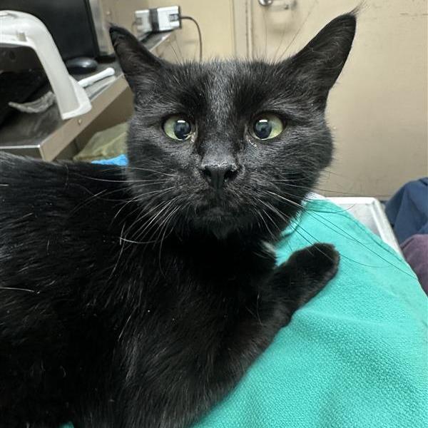 Working Cat Chai, Adoptable, Senior Female Domestic Short Hair.