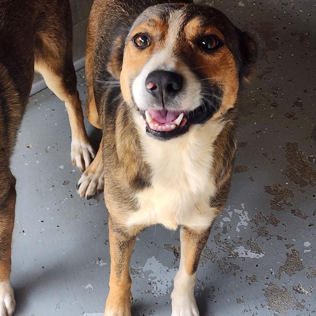 Emily, Adoptable, Adult Female Mixed Breed & Mixed Breed.