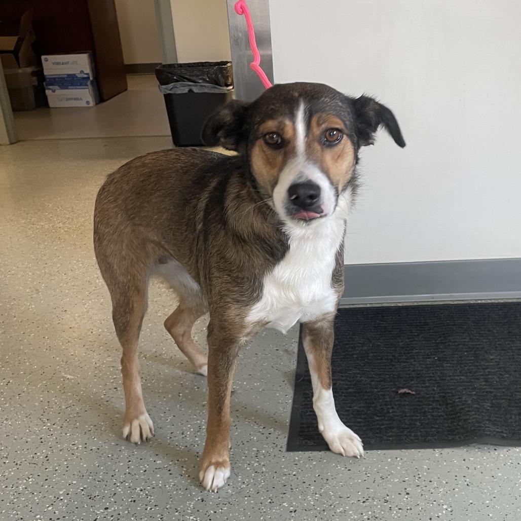 Enlarge Emily, a Adoptable mixed breed in Galax, VA image 2/3