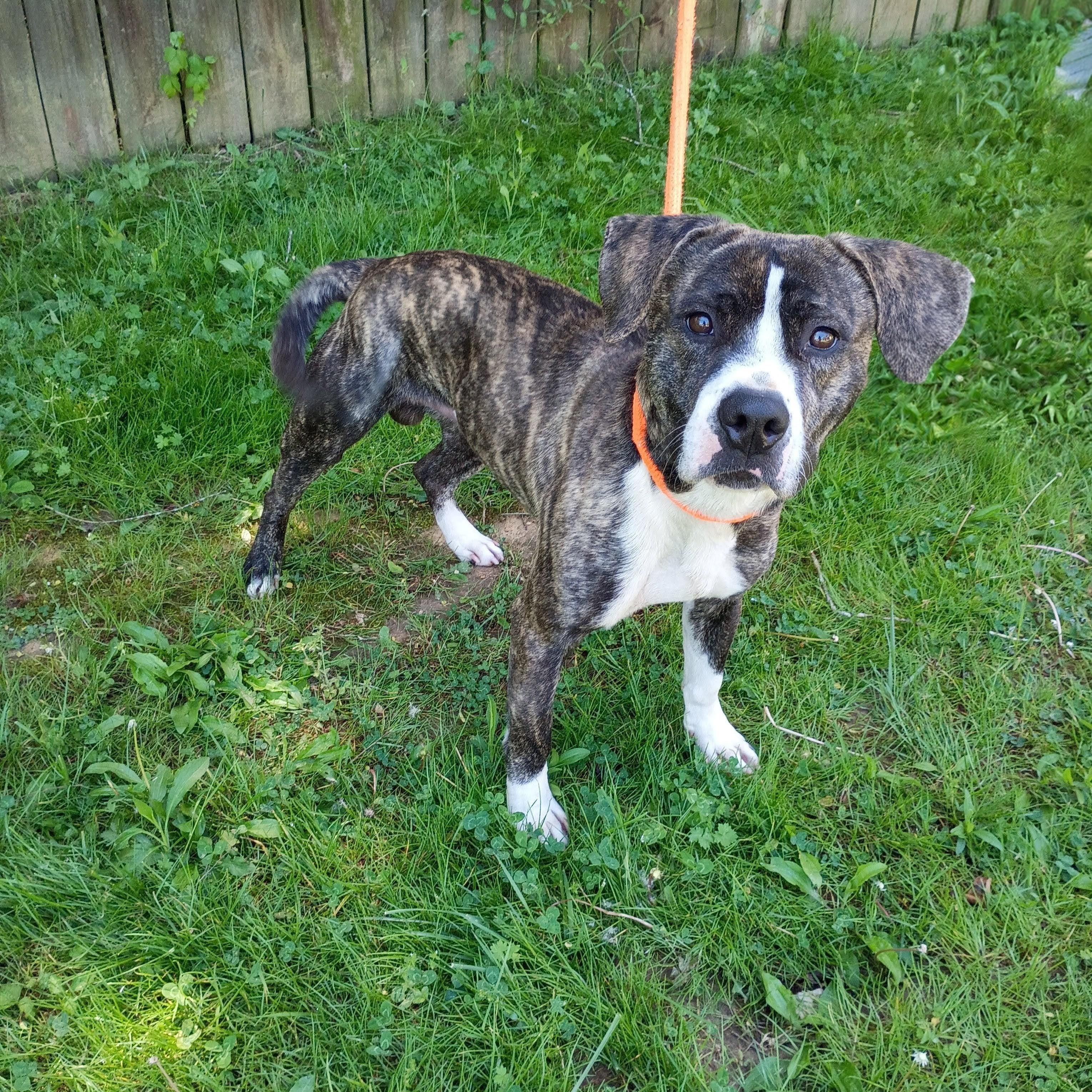 Enlarge Merlin, a ADOPTABLE mixed breed in Maynardville, TN image 1/1