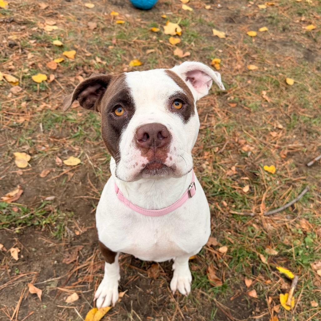 Enlarge Kiki, a Adoptable mixed breed in Wadena, MN image 1/2