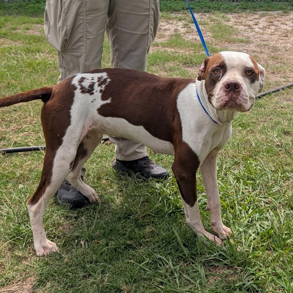 Enlarge Kiki, a Adoptable mixed breed in Wadena, MN image 2/2