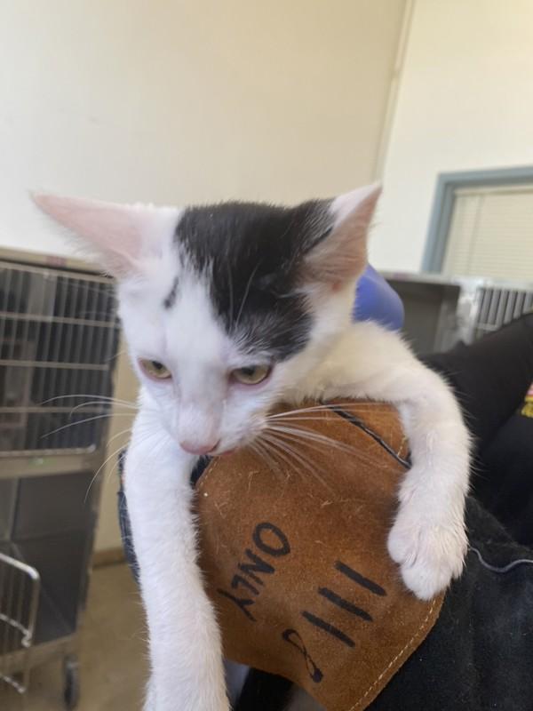 Classy, Adoptable, Young Female Domestic Short Hair.