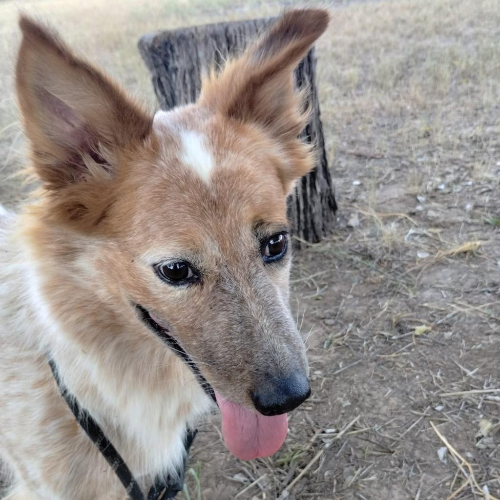 Rover, Adoptable, Adult Male Cattle Dog.