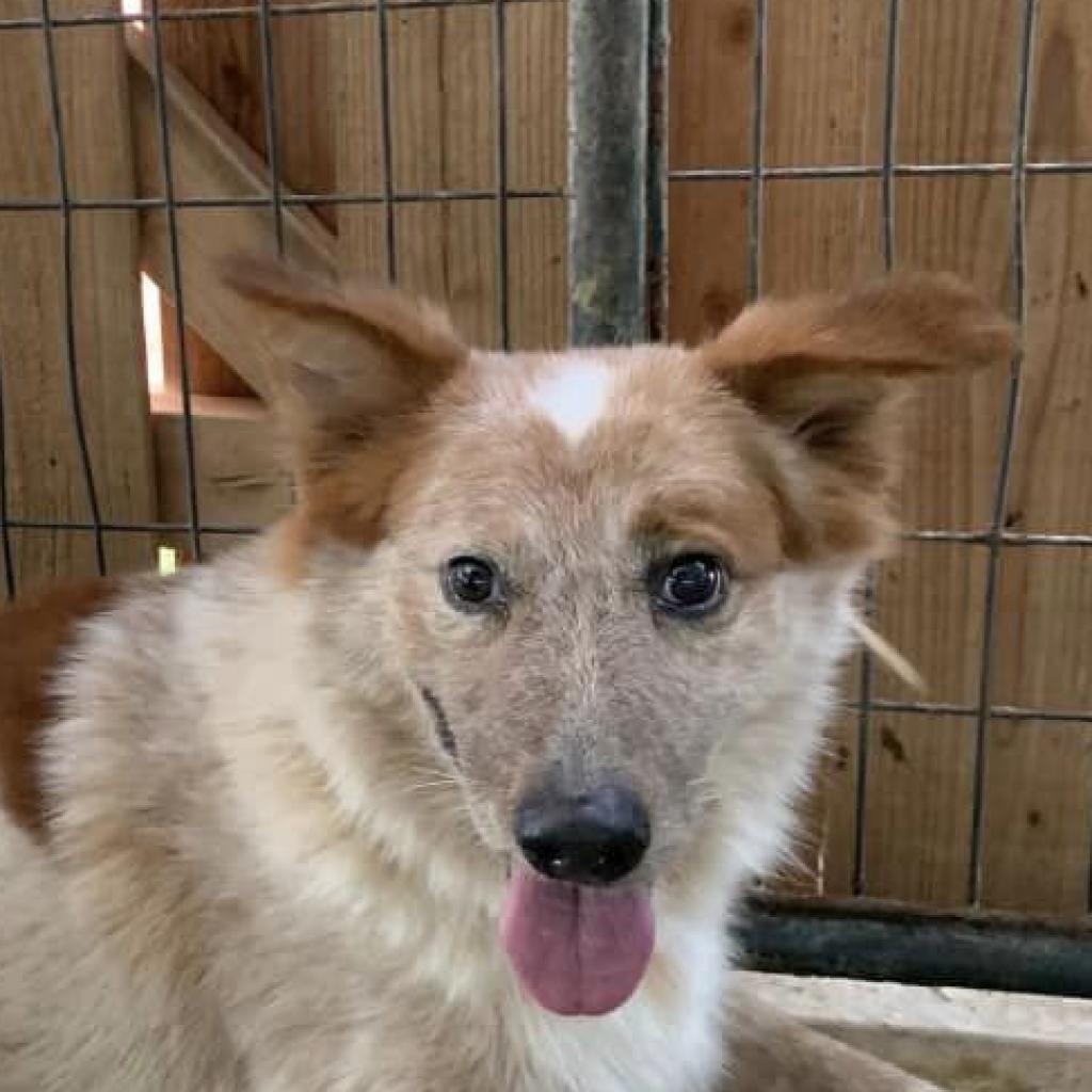 Rover, a Adoptable mixed breed in West Islip, NY image 2/3