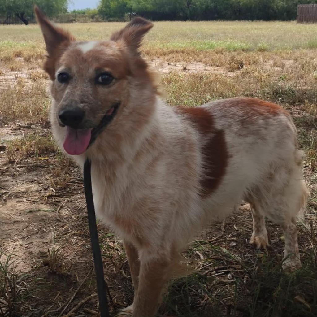 Rover, a Adoptable mixed breed in West Islip, NY image 3/3
