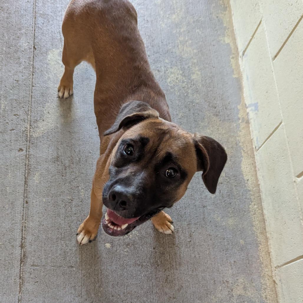 Cricket, a Adoptable mixed breed in Ocala, FL image 2/2