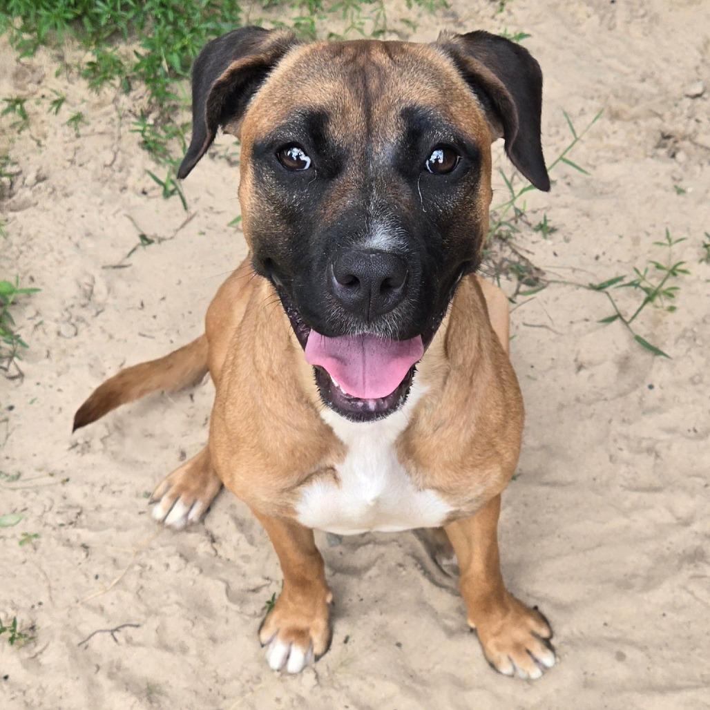 Cricket, a Adoptable mixed breed in Ocala, FL image 1/2