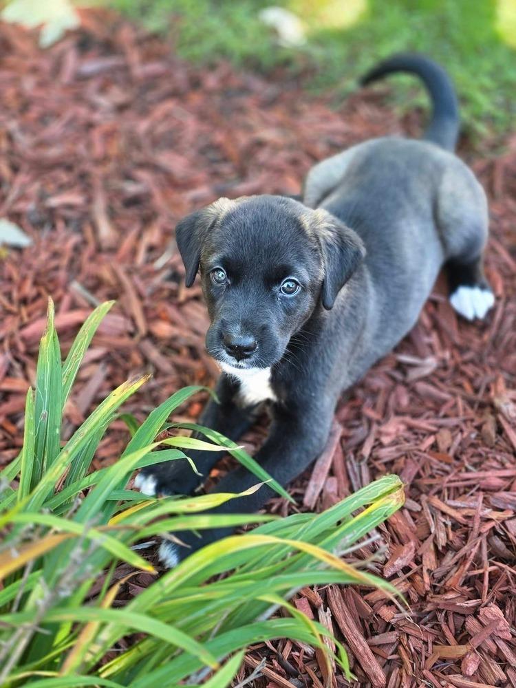 Enlarge Kiwi, a Adoptable mixed breed in Dorr, MI image 1/5