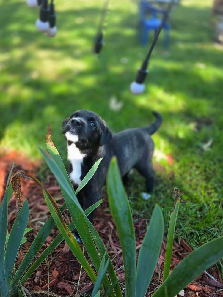 Enlarge Kiwi, a Adoptable mixed breed in Dorr, MI image 2/5