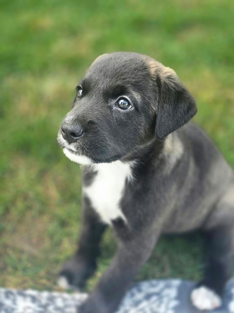 Enlarge Kiwi, a Adoptable mixed breed in Dorr, MI image 3/5
