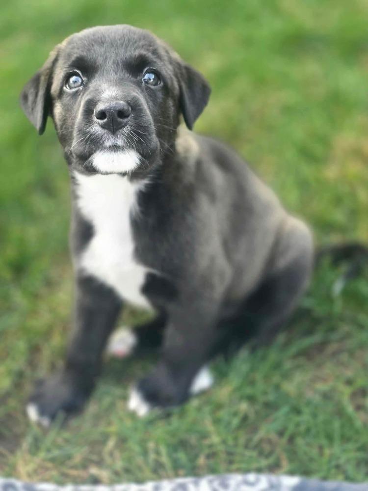Enlarge Kiwi, a Adoptable mixed breed in Dorr, MI image 4/5