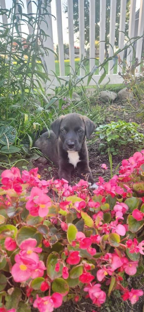 Enlarge Kiwi, a Adoptable mixed breed in Dorr, MI image 5/5