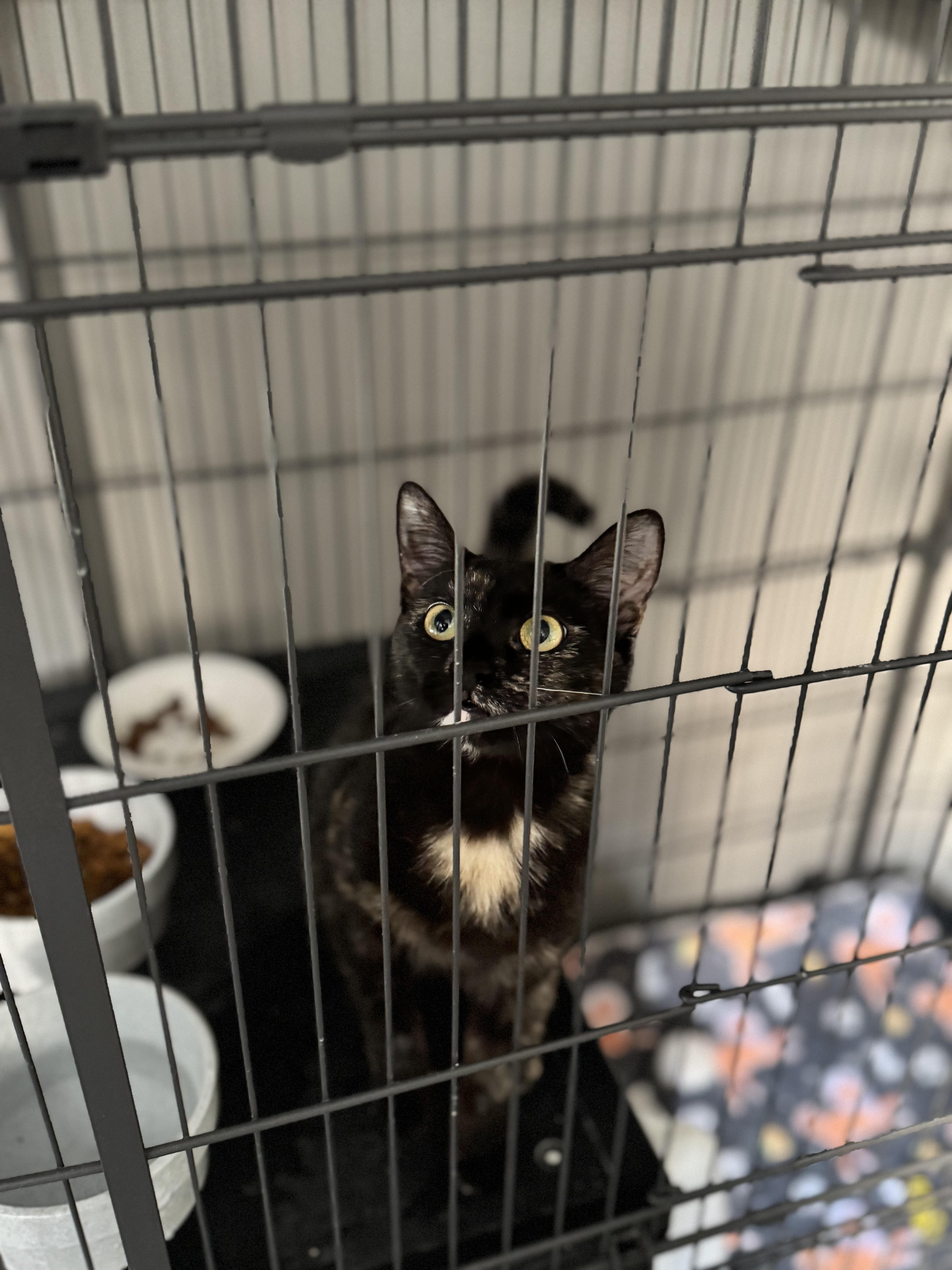 Enlarge Tort, an adopted Domestic Short Hair in Tyrone, PA image 1/1