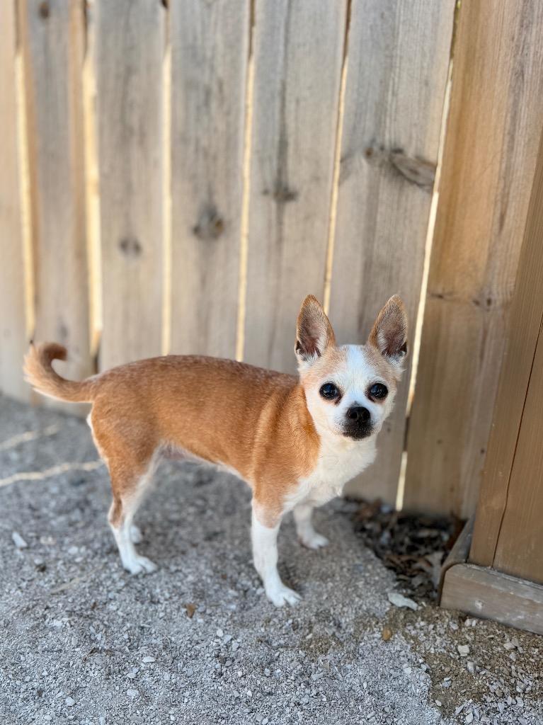 Bea, a Adoptable Chihuahua in Muskegon, MI image 1/4