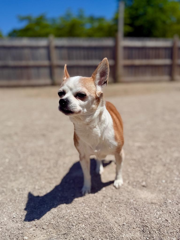 Bea, a Adoptable Chihuahua in Muskegon, MI image 2/4
