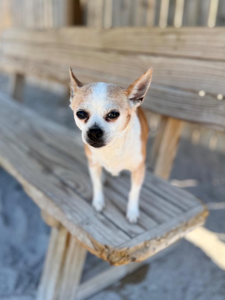Bea, a Adoptable Chihuahua in Muskegon, MI image 3/4