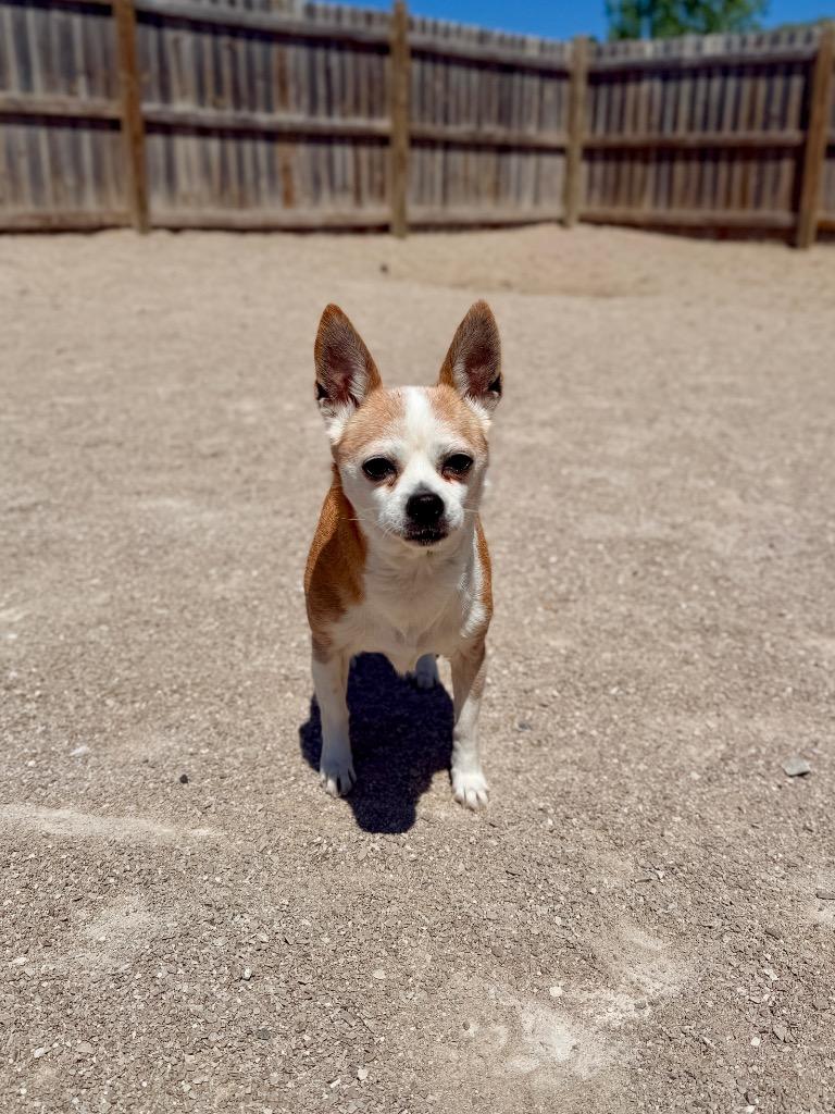 Bea, a Adoptable Chihuahua in Muskegon, MI image 4/4